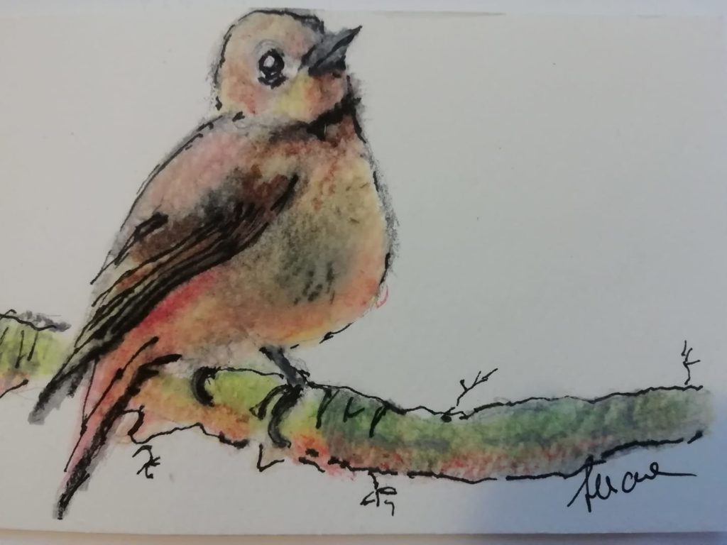 A robin